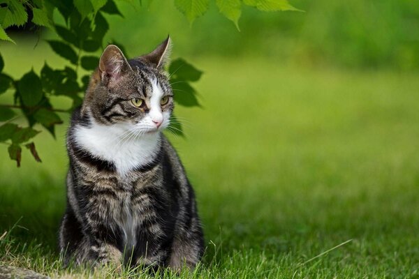 Grey cat sitting in the grass