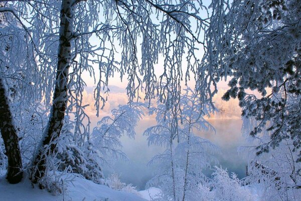 Alberi innevati coperti di brina