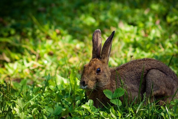 La liebre se escondió en la hierba verde