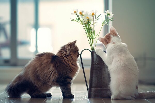 Two cats playing with daisies