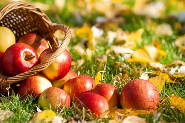 Regalo de otoño: manzanas en la cesta