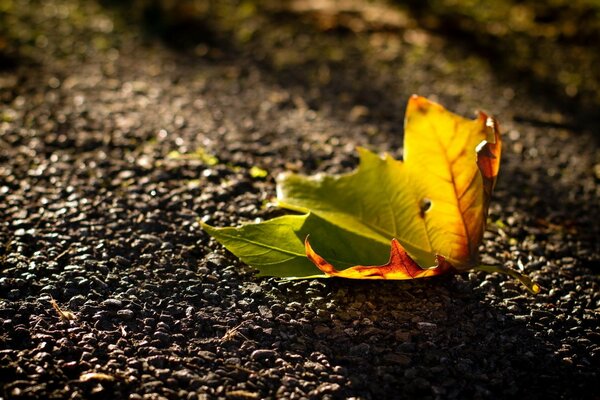 Einsames herbstliches gefallenes Blatt