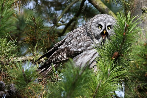 Oiseau hibou dans la forêt de conifères