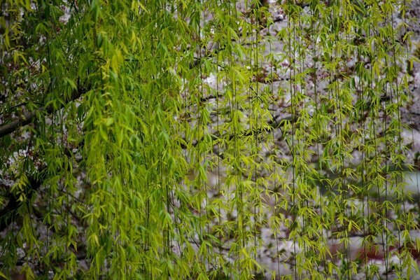 Branches de saule sur la place pierreuse