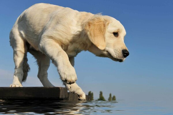 Cucciolo di retriever in piedi sul ponte, prova l acqua con la zampa