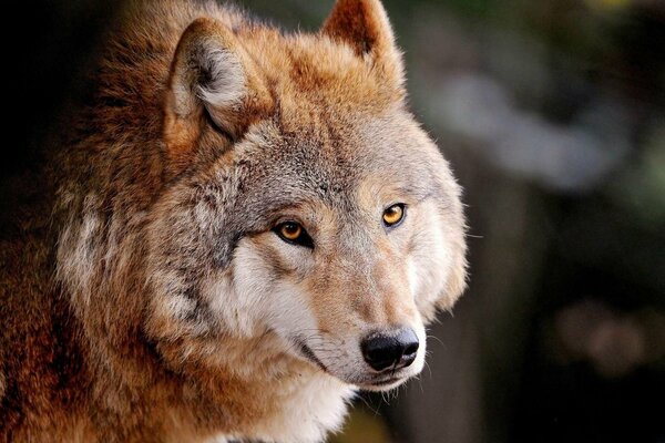 Vista del depredador lobo gris rojo