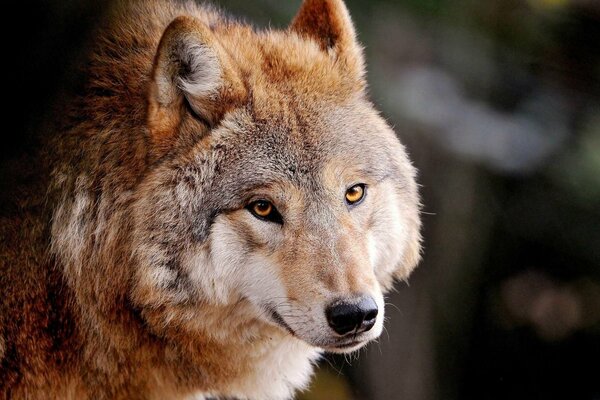 Vue du prédateur du loup gris-roux