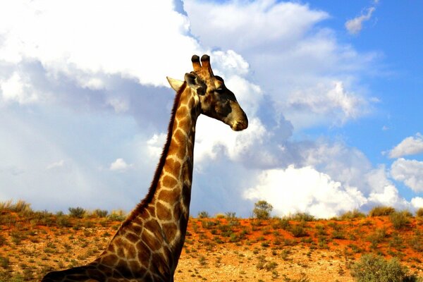 Giraffe s neck reaches to the sky