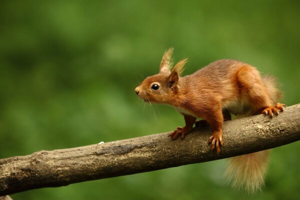 A squirrel is sitting on a branch in the forest