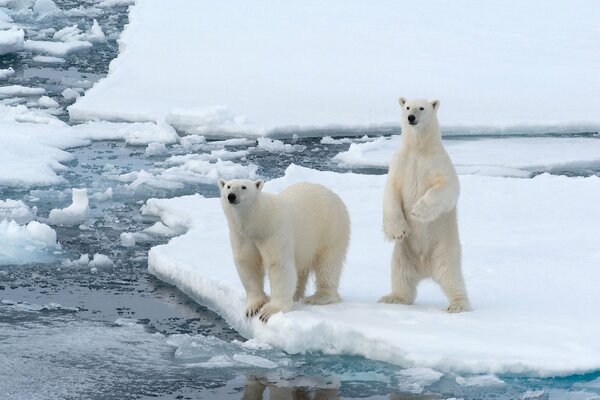 Polar bears on an ice floe in the Arctic