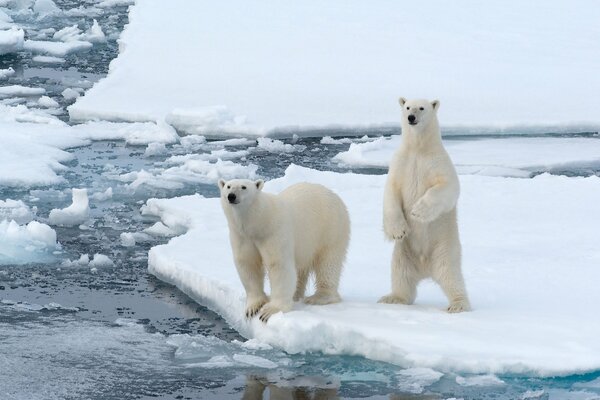 Ours polaires sur la banquise dans l Arctique