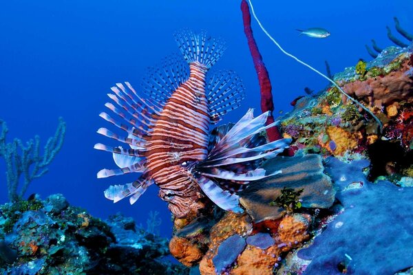 Bellissimo pesce leone a strisce sulla barriera corallina