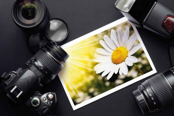 A camera and a captured image of a daisy