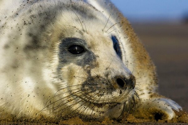 Faccia di foca primo piano