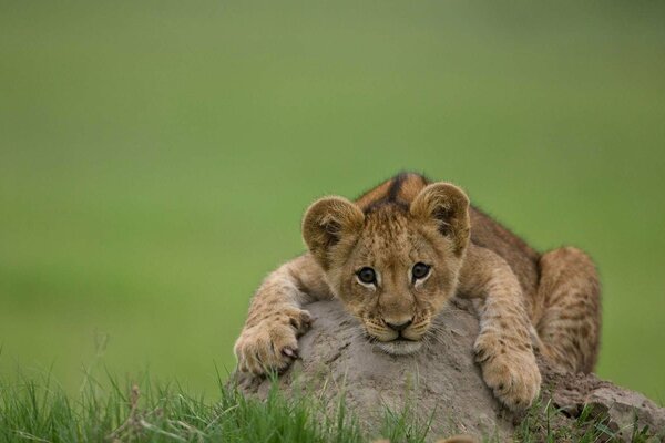 Le lionceau est si mignon quand il est petit