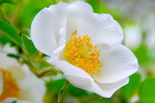 Die Blüten der wilden Hagebutte riechen nach Rosen