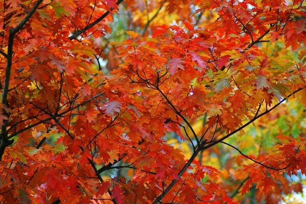 Traje rojo de arces de otoño