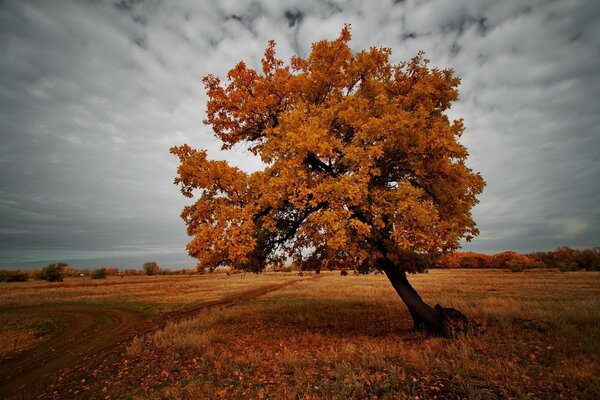 Arbre jaune automne sur fond de ciel