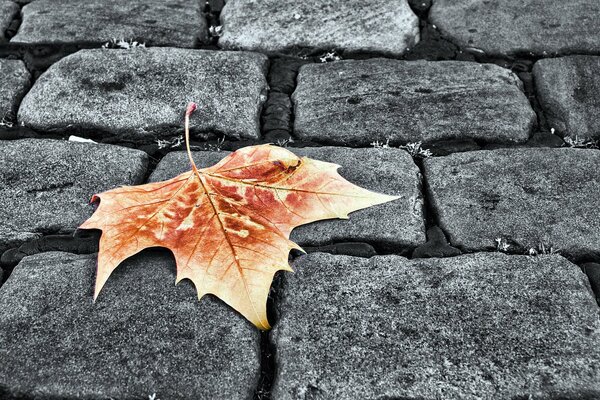 Feuille d automne solitaire sur les pavés