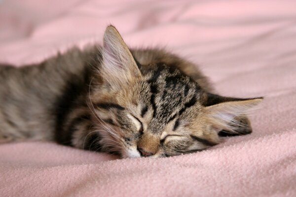 Grey kitten sleeping on the bed