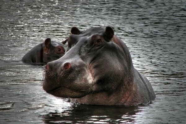 Hippos are half in the water cloudy