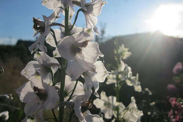 Białe kwiaty delphinium w słoneczny dzień