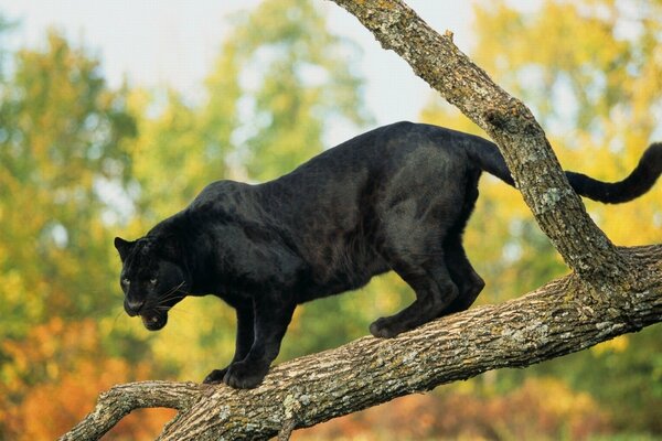 Pantera negra cazando en el bosque de otoño