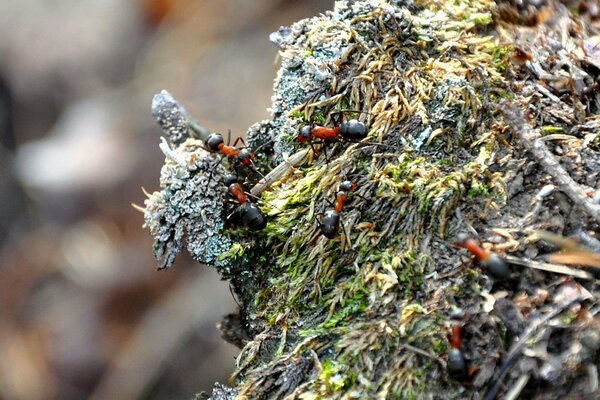 A lot of ants on a wooden stump