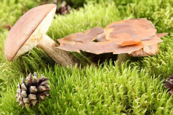 Naturaleza muerta del bosque con champiñones y conos