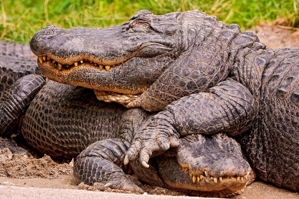 Dos cocodrilos tomando el sol en la arena