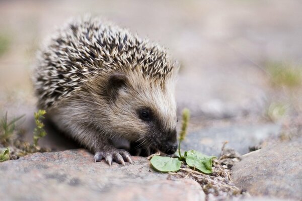 Süßer Igel schnüffelt an einem schwarzen Auslauf Wegerich