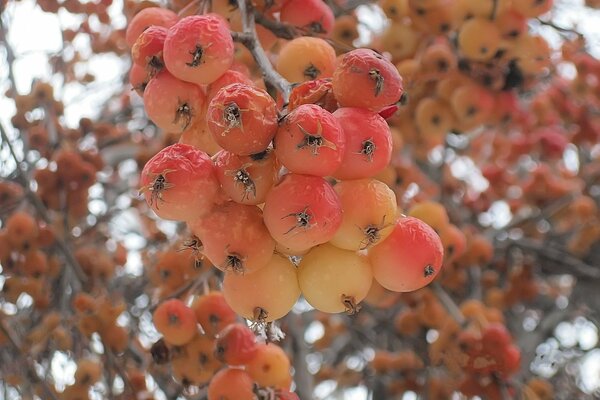 Manzanas congeladas en el árbol