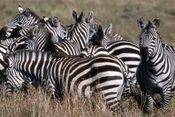 Striped zebras hid in the grass