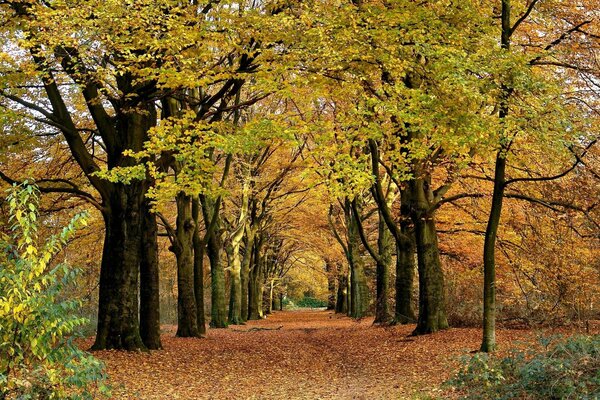 Herbstlandschaft im Park mit Allee