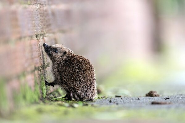 A hedgehog on its hind legs sniffs the wall