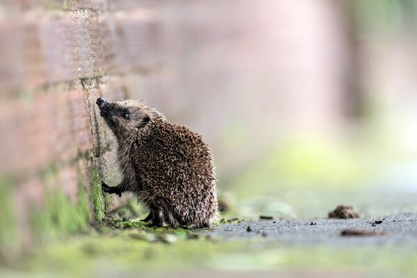 Hérisson sur les pattes arrière renifle le mur