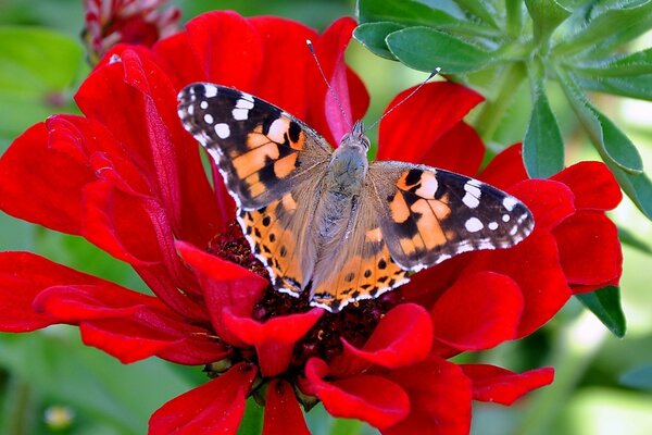 Hermosa mariposa sentada en una flor roja