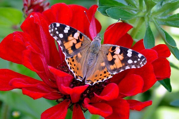 Beau papillon assis sur une fleur rouge