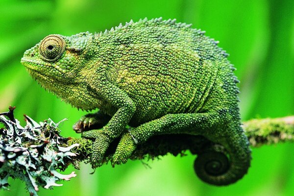 Lézard vert regardant pensivement au loin