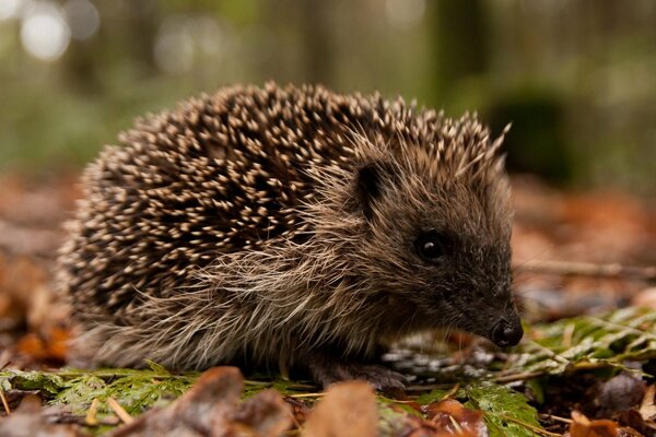 Schöner Igel auf Herbstblättern