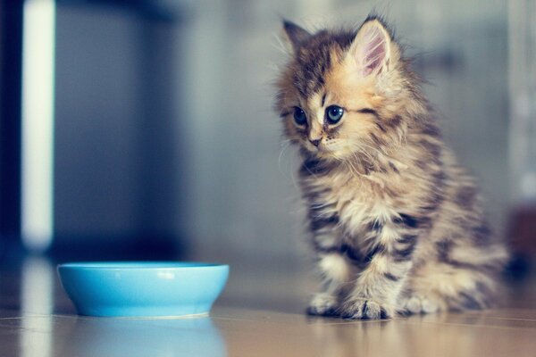 Chaton moelleux assis à côté d un bol