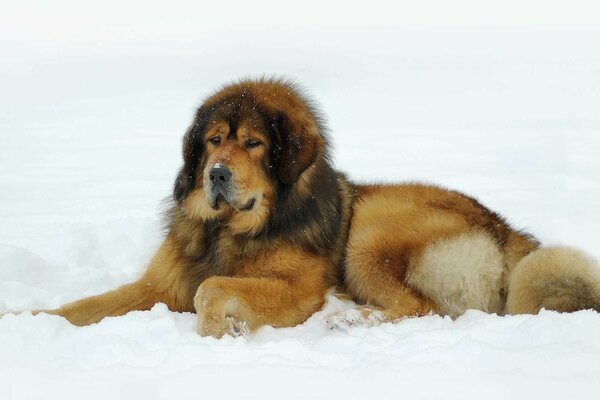 Piękny Mastif tybetański leży na białym śniegu