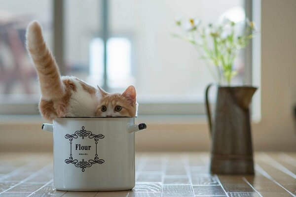 Chat dans une casserole. Tuyau de queue