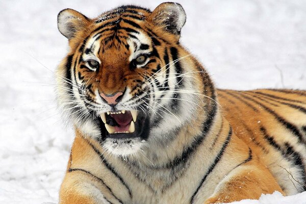 Tigre en la nieve depredador con dientes