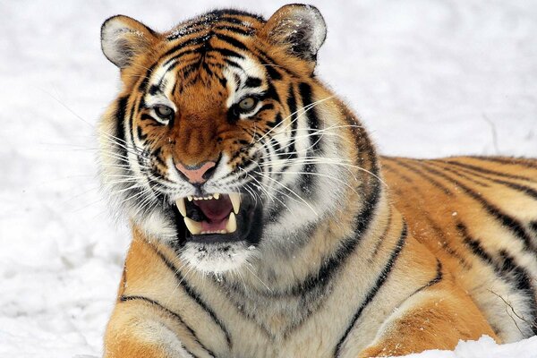 Tigre sulla neve predatore con i denti