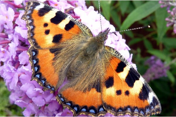 A beautiful butterfly sits on a purple flower