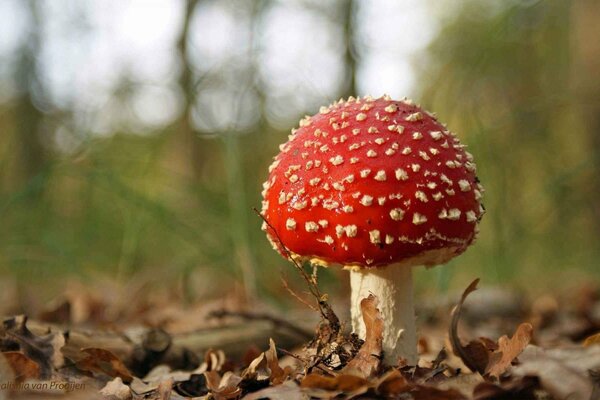 Die herbstliche Schönheit des giftigen Fliegenpilzes