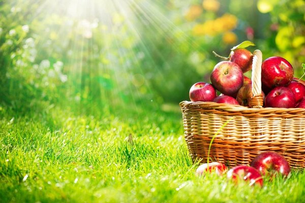 Cesta de manzanas vertidas en la hierba