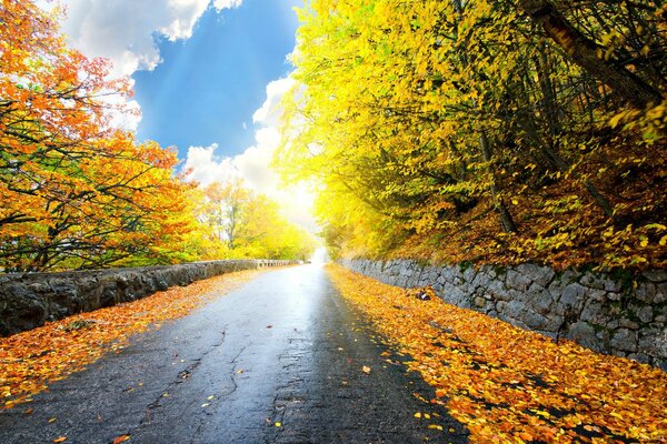 Paesaggio autunnale con cielo e foglie dorate