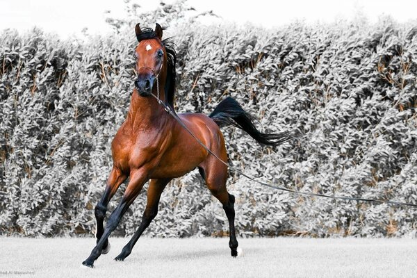 Caballo semental corriendo en la nieve